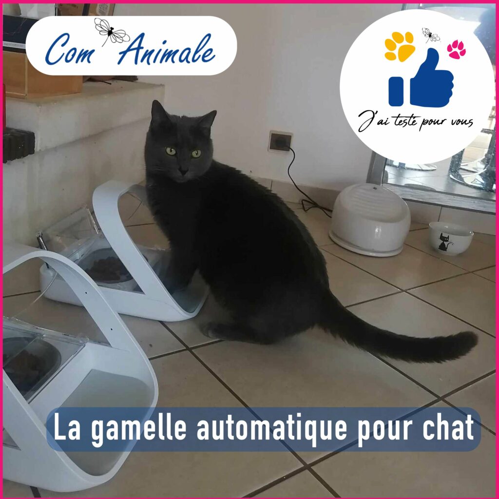 un chat gris foncé est assis devant une gamelle automatique blanche