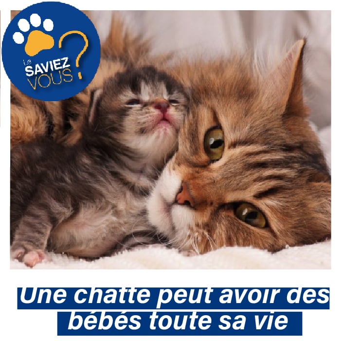 une chatte tigrée marron serre contre elle un petit chaton