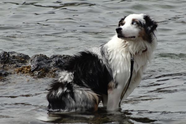 photo d'un chien noir et blanc perdu au milieu d'un plan d'eau