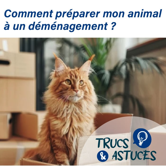 photo d'un chat main coon avec un carton de déménagement