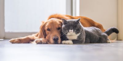 photo d'un chien et d'un chat allongés l'un contre l'autre