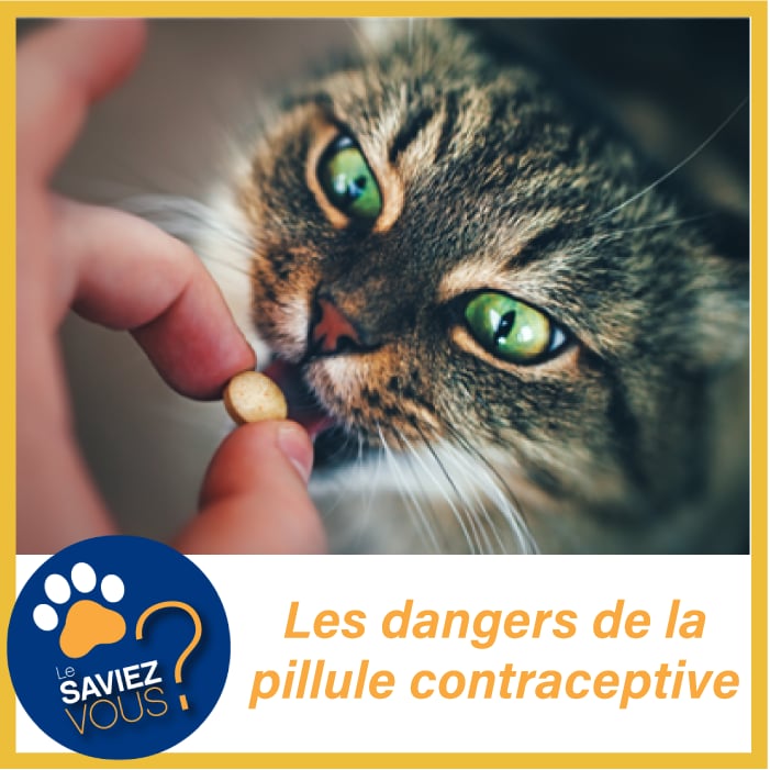 les dangers de la pilule contraceptive pour les chatte