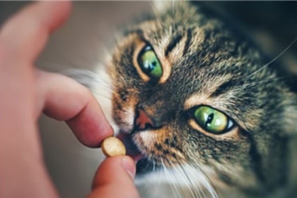 photo d'un chat tigré aux yeux verts qui prends la pilule