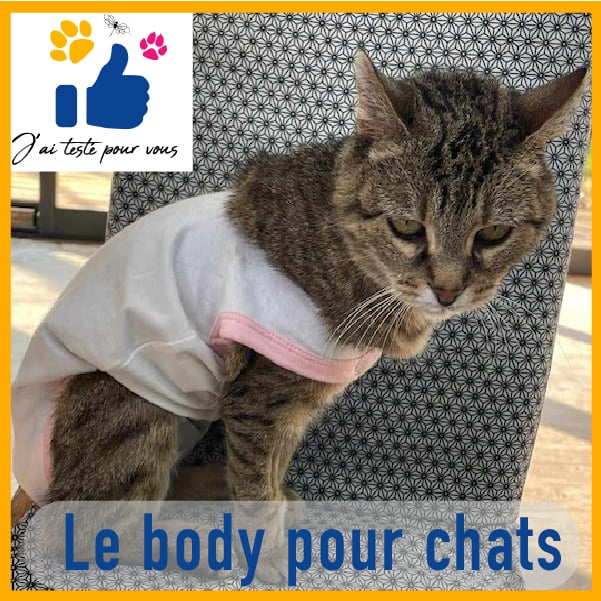 photo d'une chatte tigrée portant un body en tissu