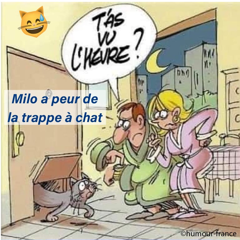 illustration d'un chat qui utilise une trappe à chat