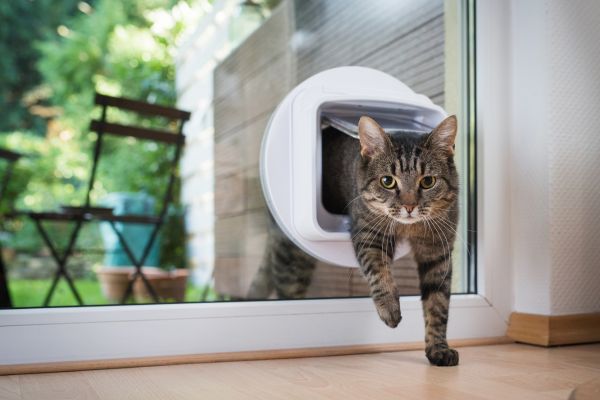 photo d'un chat tigré marron qui passe à travers une chatière