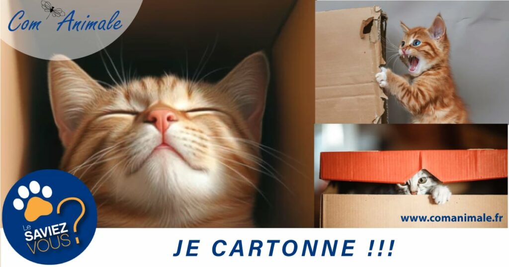 photomontage d'un chat roux dans une boîte en carton