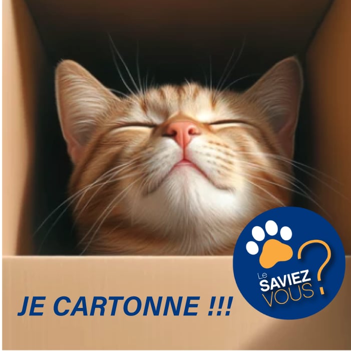 photo d'un chat roux dans une boîte en carton