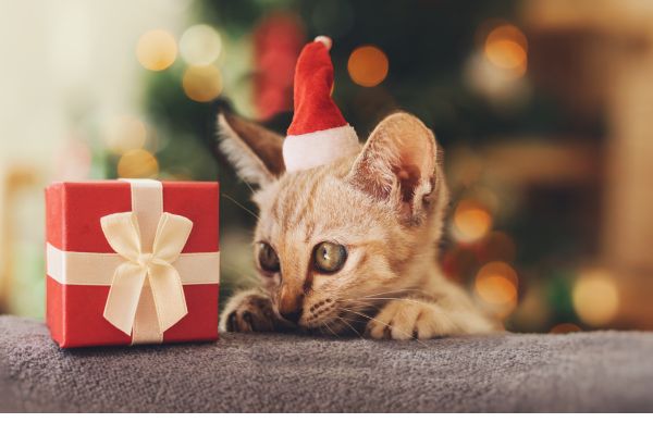 photo d'un chaton roux qui découvre un cadeau de noel