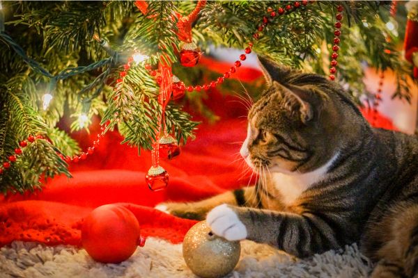 photo d'un chat devant le sapin de noël