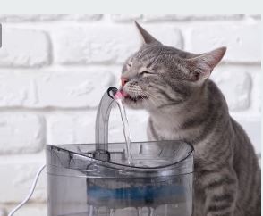 chat qui boit à une fontaine à eau