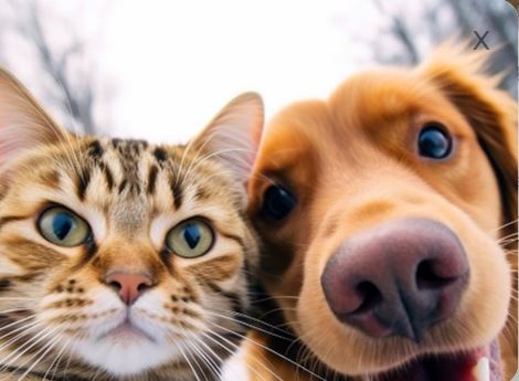 photo d'un chat avec un chien