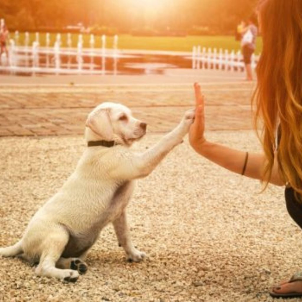 photo d'un jeune chiot labrador qui donne sa patte à une femme