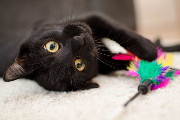 photo d'un chat noir avec un jouet