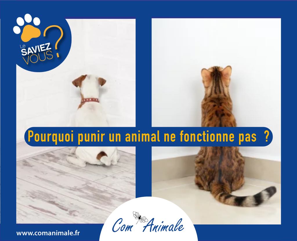 photo d'un chat et d'un chien "au coin"