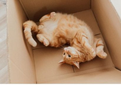 photo d'un chat roux dans une boîte en carton comanimale