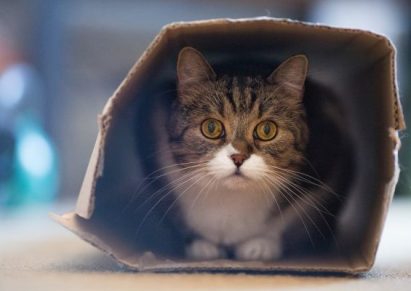 photo d'un chat en sécurité dans un carton comanimale