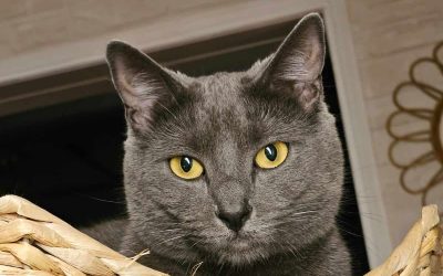 photo d'un chat chartreux gris foncé