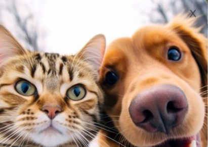 photo d'un chat avec un chien