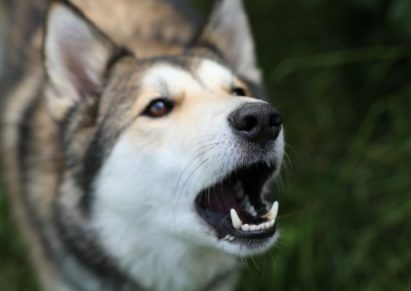 photo d'un chien husky qui aboie