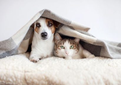 photo d'un chien et d'un chat blotti l'un contre l'autre sous une couverture