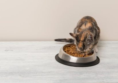 photo d'un chat tigré qui mange dans une gamelle de croquettes