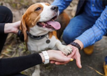 photo d'un chien qui donne sa patte dans les mains des humains