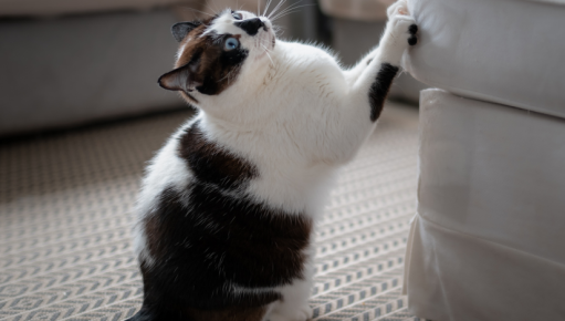 photo d'un chat noir et blanc qui griffe un canapé