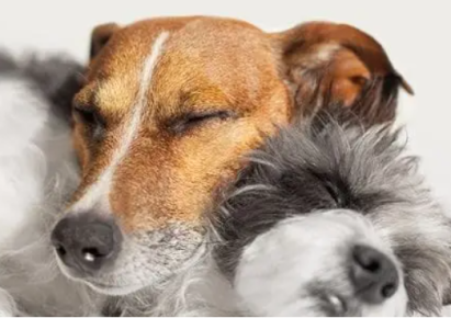 photo de deux chiens qui dorment l'un contre l'autre