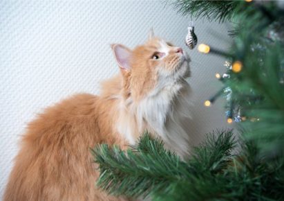 photo d'un chat devant le sapin de noël