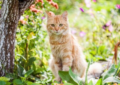 photo d'un chat roux dans un jardin